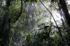 Costa Rica, Monteverde Nationalpark: Mystisches Licht im Nebelwald