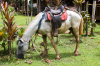 Costa Rica, Halbinsel Osa: Gesatteltes Reitpferd beim Grasen