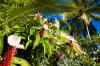 Costa Rica, Bahia Drake: Blütenpracht am Rande des Dschungels