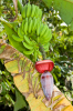 Costa Rica, Bahia Drake: Bananenpflanze mit Früchten und Blüte
