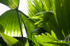 Costa Rica, Bahia Drake: Üppiges Grün von Palmenblättern im Gegenlicht