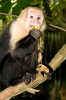 Costa Rica, Nationalpark Manuel Antonio: Weißschulterkapuzineraffe an einer Bananenschale kauend