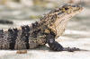 Costa Rica, Nationalpark Manuel Antonio: Leguan auf dem Sandstrand