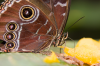 Costa Rica, Santa Elena: Bananenfalter