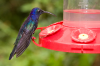 Costa Rica, Monteverde Nationalpark: Kolibri an der Zuckerwassertrnke