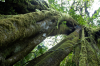 Costa Rica, Monteverde Nationalpark: Baumriese im Nebelwald 