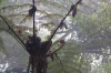 Costa Rica, Monteverde Nationalpark: Urzeitfarn im Nebelwald