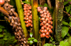 Costa Rica, La Fortuna: Rote Beeren im Dschungel