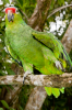 Costa Rica, Tortuguero: Grünroter Papagei macht Turnübungen