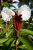 Costa Rica, Tortuguero: Ingwerlilie in Blüte