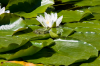 Niedersachsen, Wendland, Ksten: Wasserfrosch im Seerosenteich