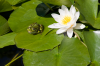 Niedersachsen, Wendland, Ksten: Wasserfrosch im Seerosenteich