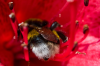 Bremen, Rhododendronpark: Eine Hummel saugt Nektar in dem Rhododendron Damozel