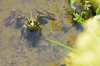 Niedersachsen, Wendland, Ksten: Wasserfrosch