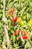 Spanien, Provinz Lugo, Vilach: Suchbild mit Gottesanbeterin auf roter Paprika