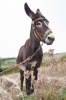 Spanien, Provinz Lugo: Der Esel, ein galicischer Daimler