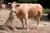 Spanien, Provinz Lugo: Genüsslich kauende Kuh