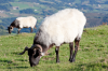 Frankreich, Pyrenäen: Grasende Ziegen im Hochland der Pyrenäen