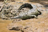 Costa Rica, Amerikanisches Krokodil am Flussufer des Río Sierpe