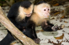 Costa Rica, Nationalpark Manuel Antonio:  Weißschulterkapuzineraffe mit seinem Jungen