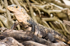 Costa Rica, Nationalpark Manuel Antonio: Leguan