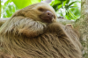 Costa Rica, Nationalpark Manuel Antonio: Dreifingerfaultier beim Mittagsschlaf