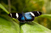 Costa Rica, Santa Elena: Kleiner dunkelblauer Schmetterling