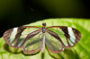 Costa Rica, Santa Elena: Glasflgler auf einer Blte sitzend