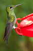 Costa Rica, Monteverde Nationalpark: Kolibri an der Zuckerwassertränke