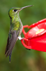 Costa Rica, Monteverde Nationalpark: Kolibri an der Zuckerwassertrnke