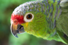 Costa Rica, Tortuguero: Neugieriger Papagei