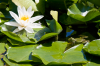Wendland, Ksten: Wasserfrosch im Seerosenteich