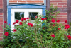 Wendland, Reitze: Rosen vor dem Fenster eines Fachwerkhauses