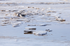 Niedersachsen, Dangast: Eisschollen im Watt