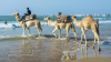 Ein Dromedarfhrer auf der Suche nach Wellenreitern, deren Surfbretter er mit seinen Tieren transportieren kann, Essaouira, Marokko