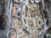 Das Wurzelwerk eines Baumes hat das alte Gemuer fest im Griff, in der  Nhe von Cuernavaca, Morelos, Mexiko