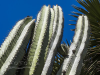 Stacheliger Kaktus in Oaxaca, Mexiko