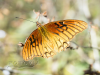 Ein hbscher Schmetterling,Tula, Hidalgo, Mexiko