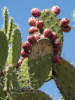 Opuntien mit Kaktusfrchten, Tula, Hidalgo, Mexiko