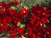 Der vor allem in der Weihnachtszeit beliebte Christstern (Euphorbia pulcherrima), Mexico City, Mexiko